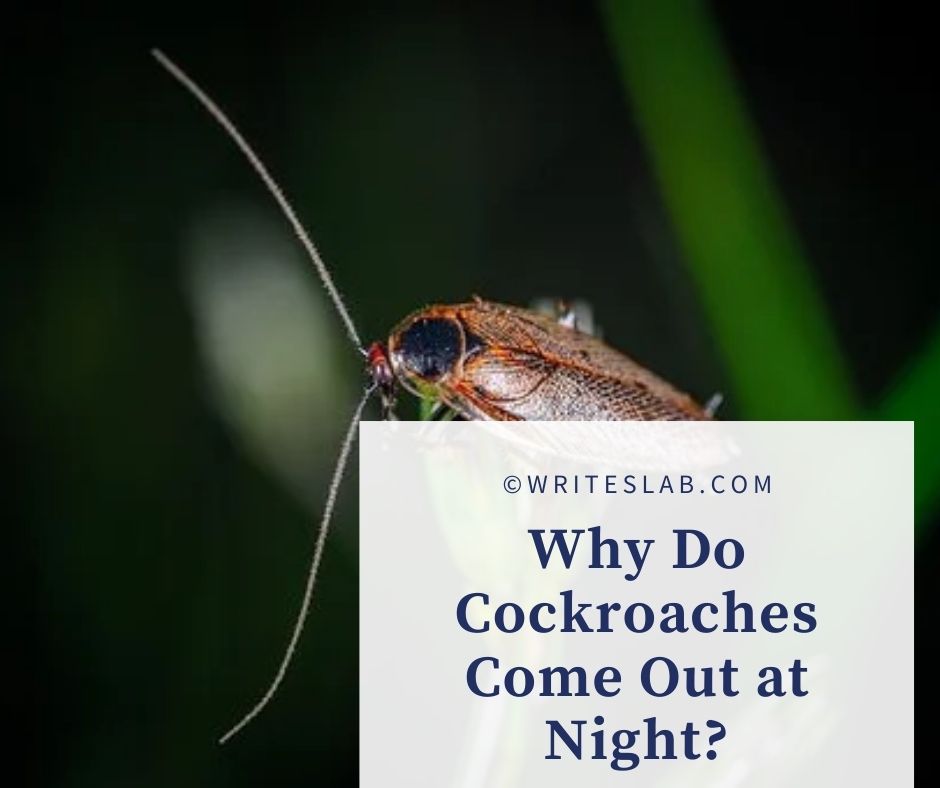 Why Do Cockroaches Come Out at Night?