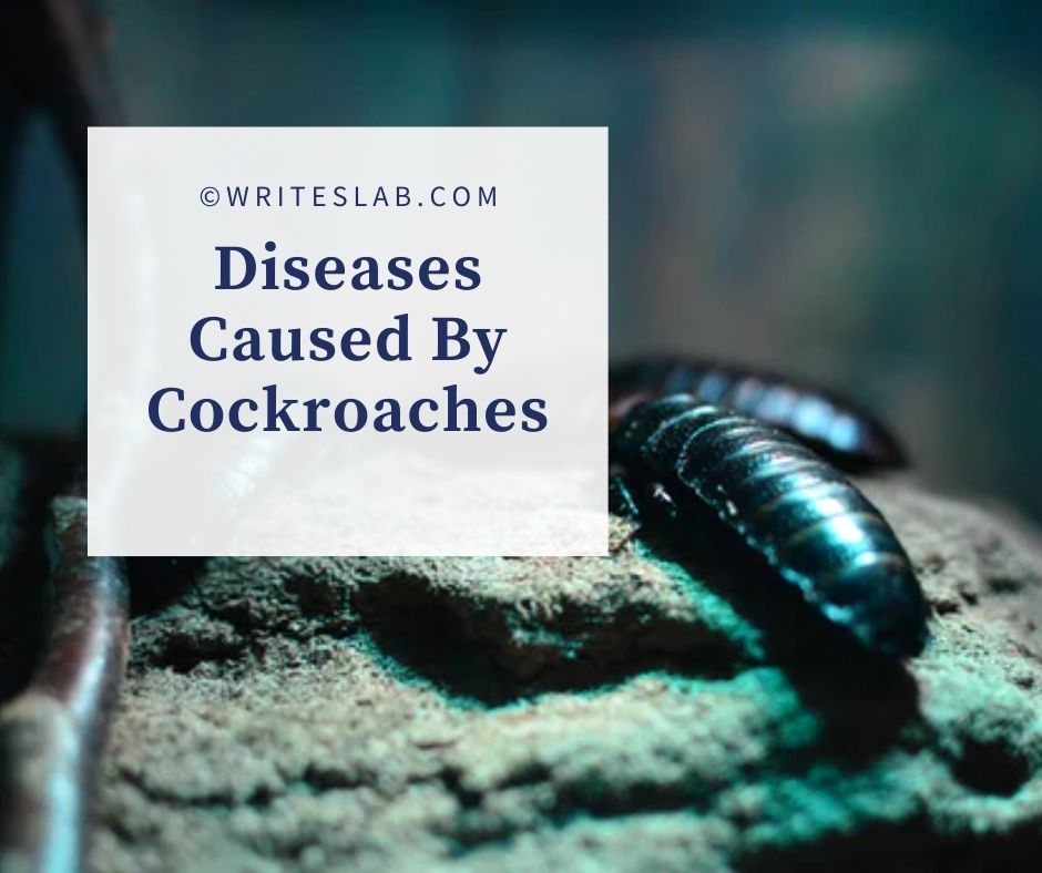 Diseases Caused By Cockroaches