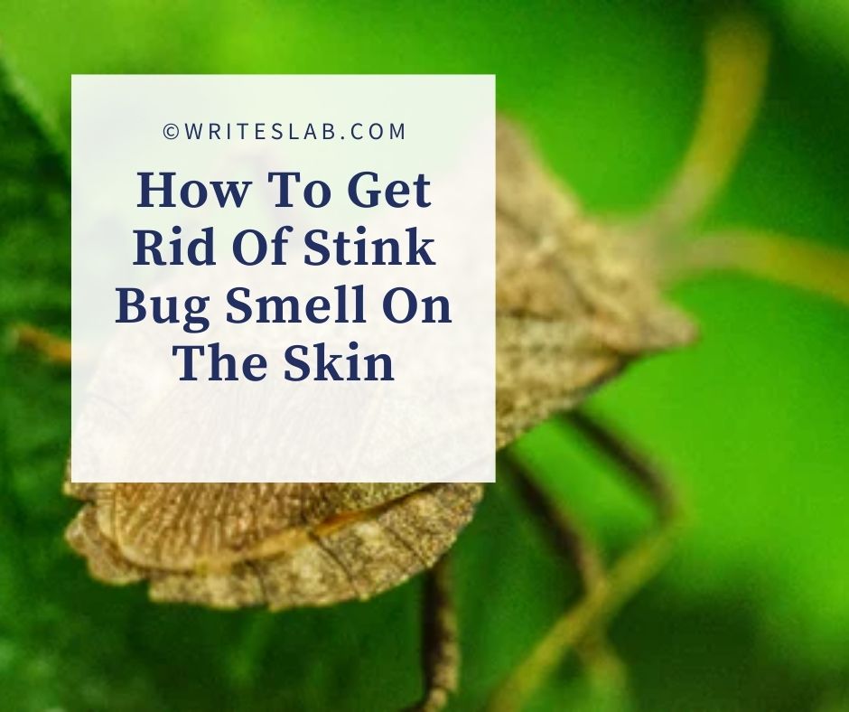 How To Get Rid Of Stink Bug Smell On The Skin
