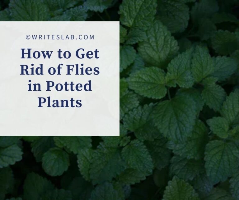 how to get rid of fruit flies in potted plants