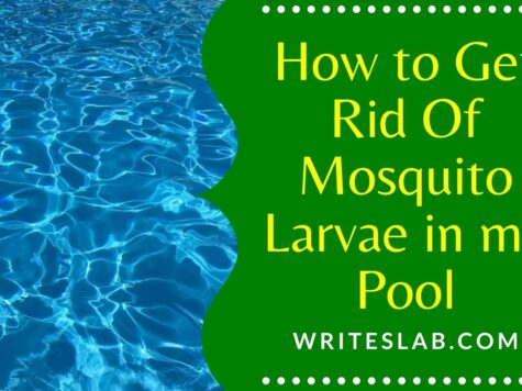 How to Get Rid Of Mosquito Larvae in my Pool